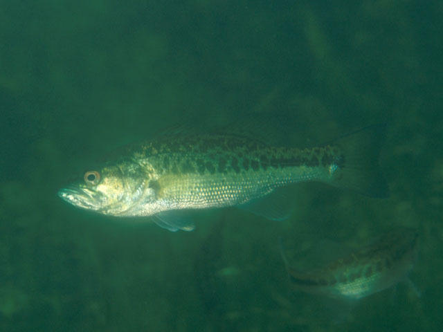 Micropterus salmoides